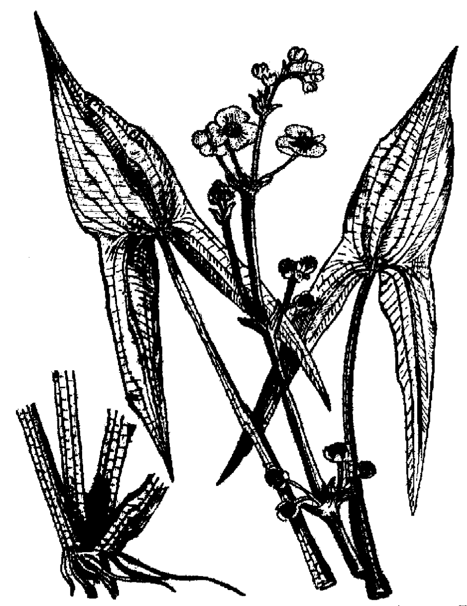 Стрелолист latifolia