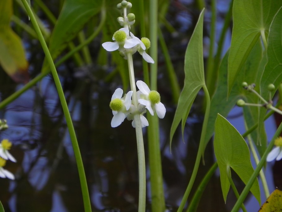 Стрелолист – Sagittaria