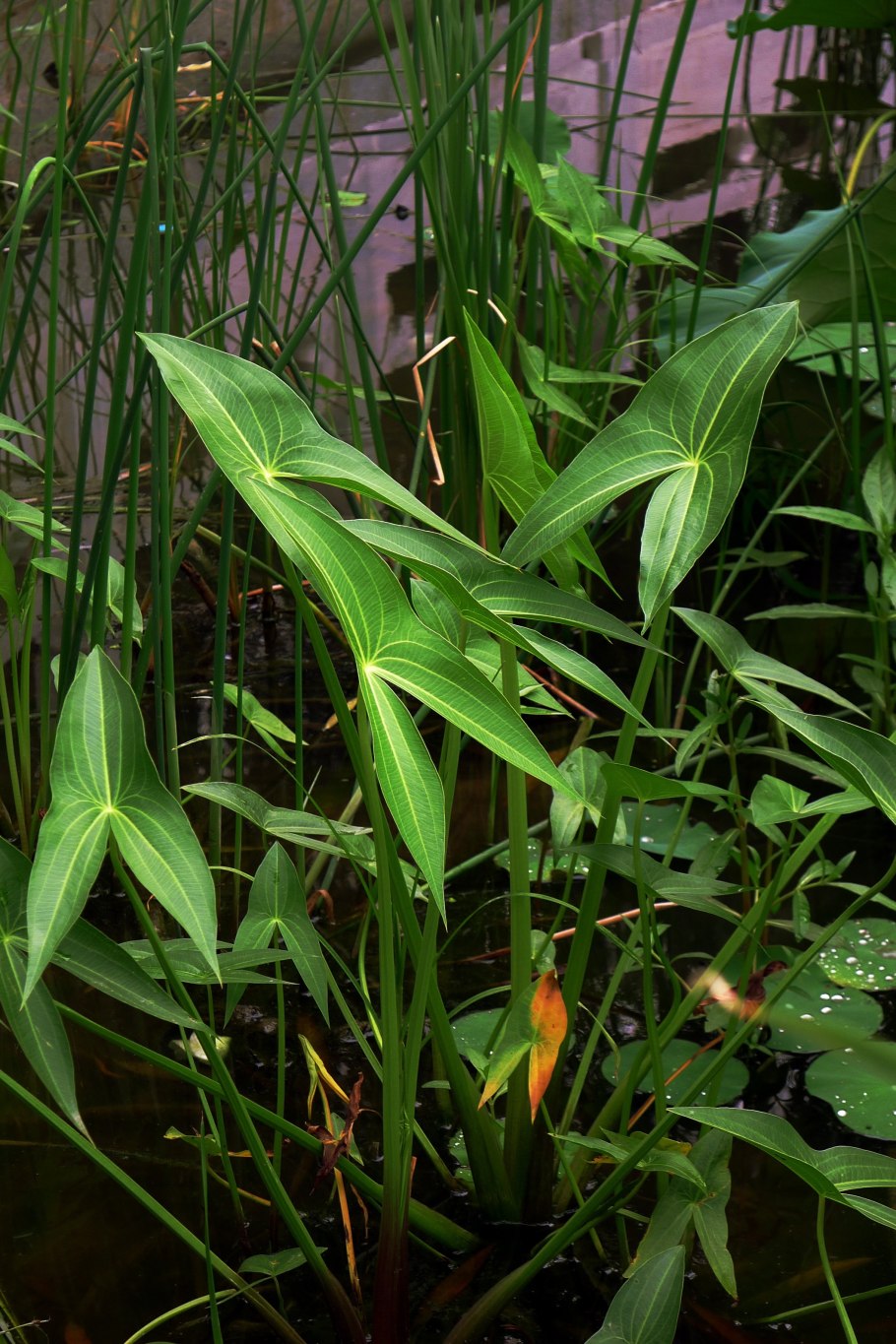 What Plant is suitable for planting in the Aquarium?