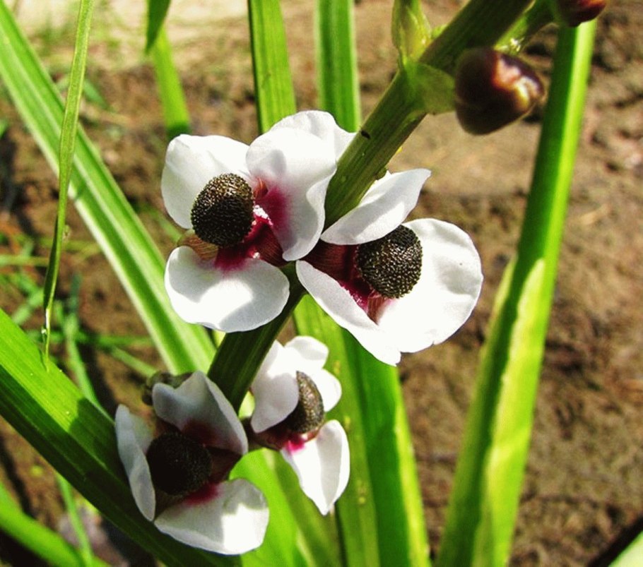 Акорус Вариегатус