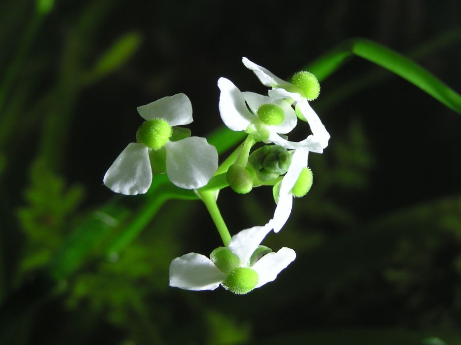 Стрелолист Flore pleno