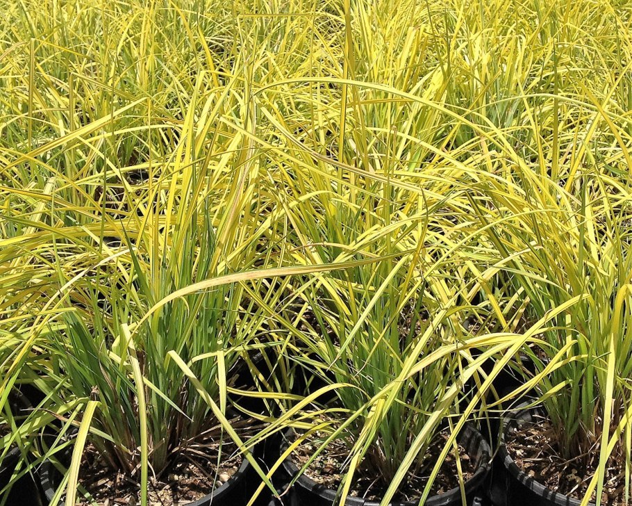 Осока Carex Aurea