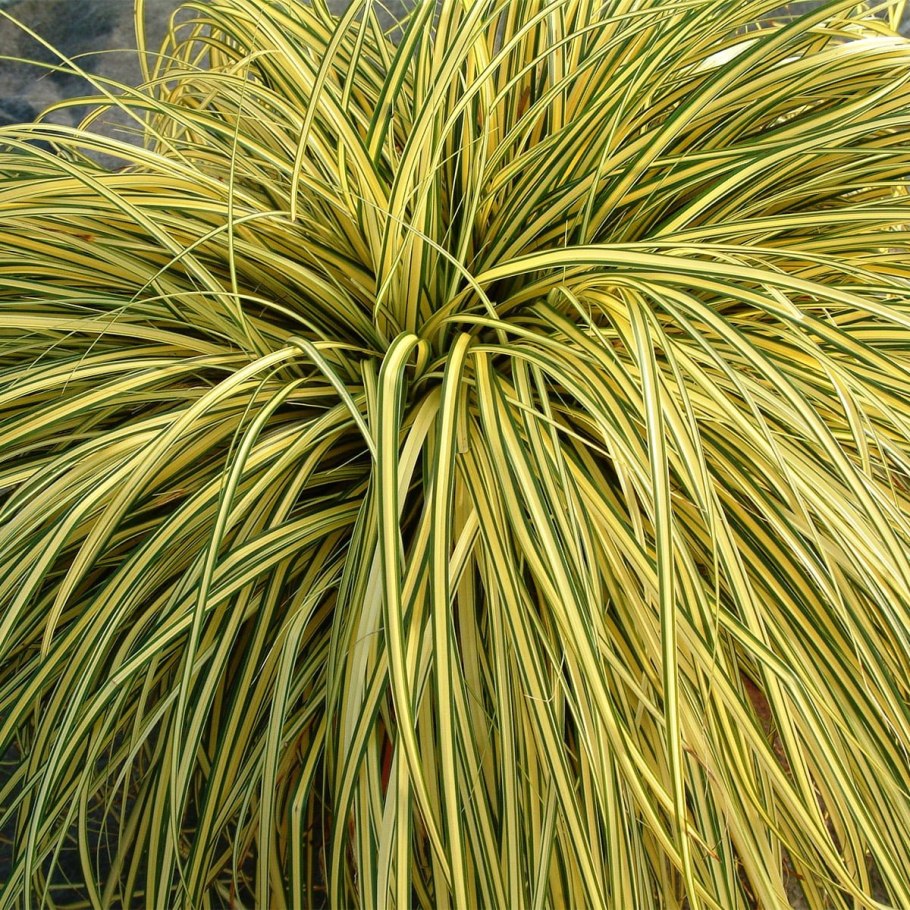 Осока Carex Evergold