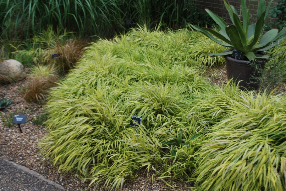 Осока охименская Evergold