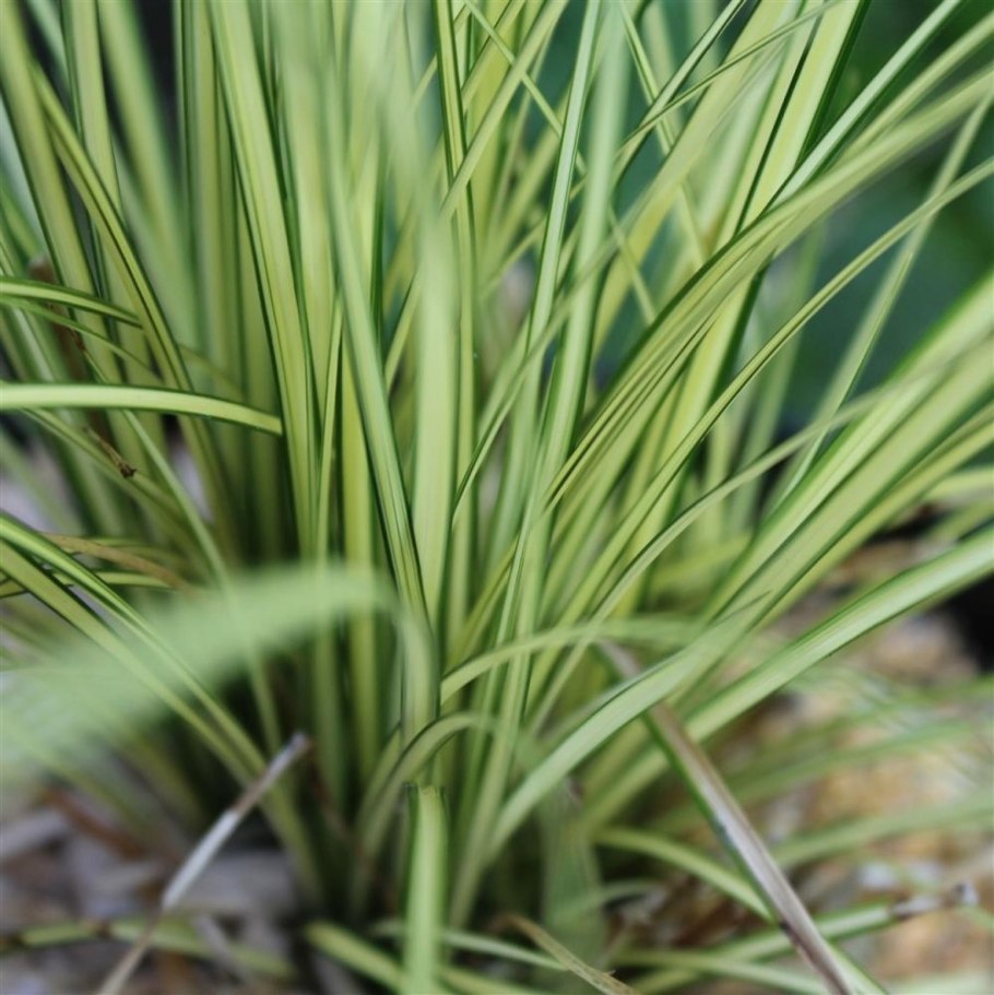Carex stipata