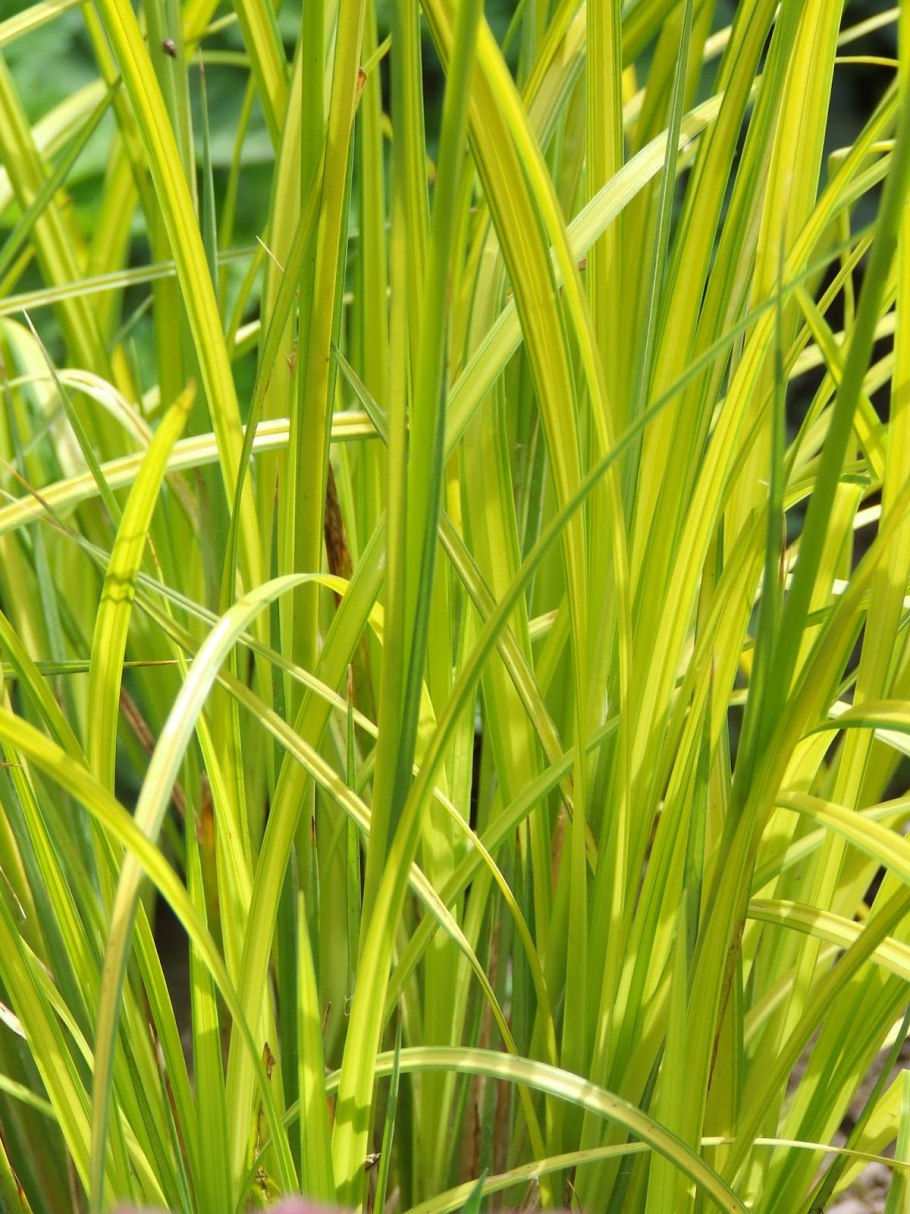 Осока Голден трава