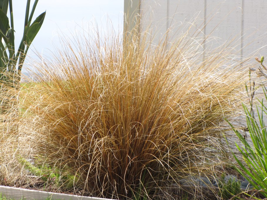 Осока Буханана