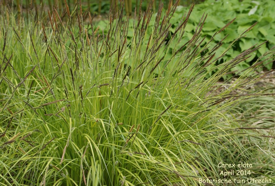 Осока Крылатая Carex elata Aurea