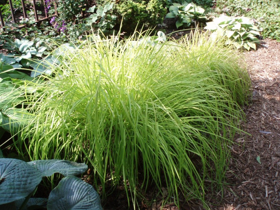 Осока Carex Aurea