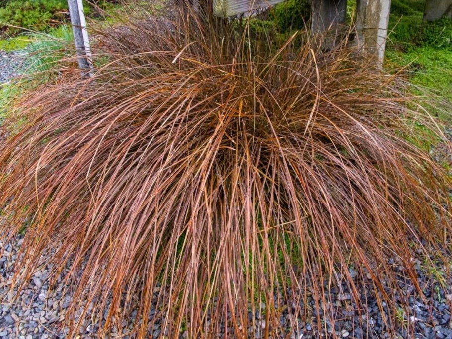 Осока elata Aurea