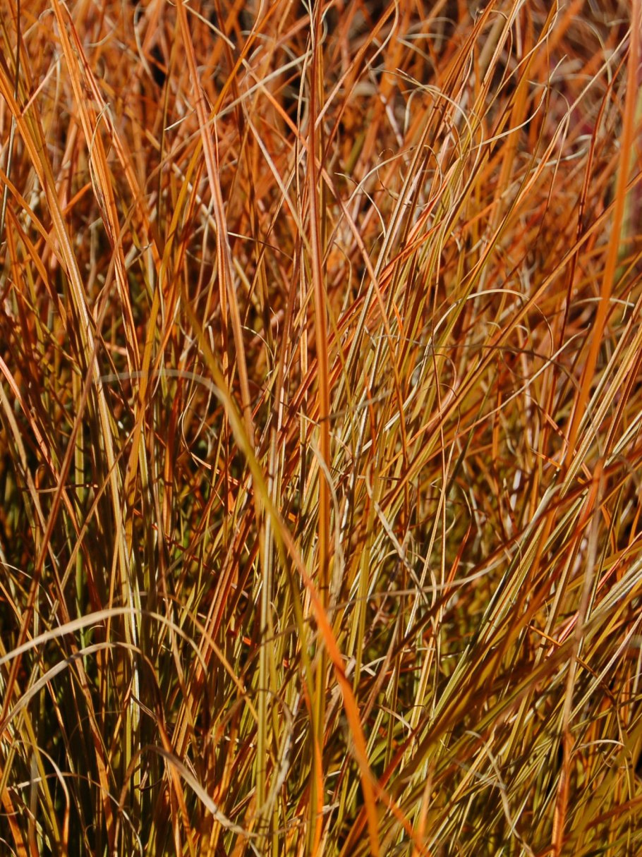 Осока Prairie Fire