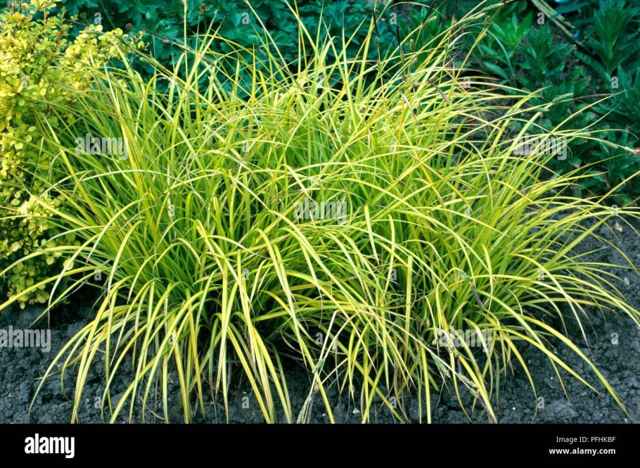 Осока Морроу (Carex morrowii &#96;variegata&#96;)