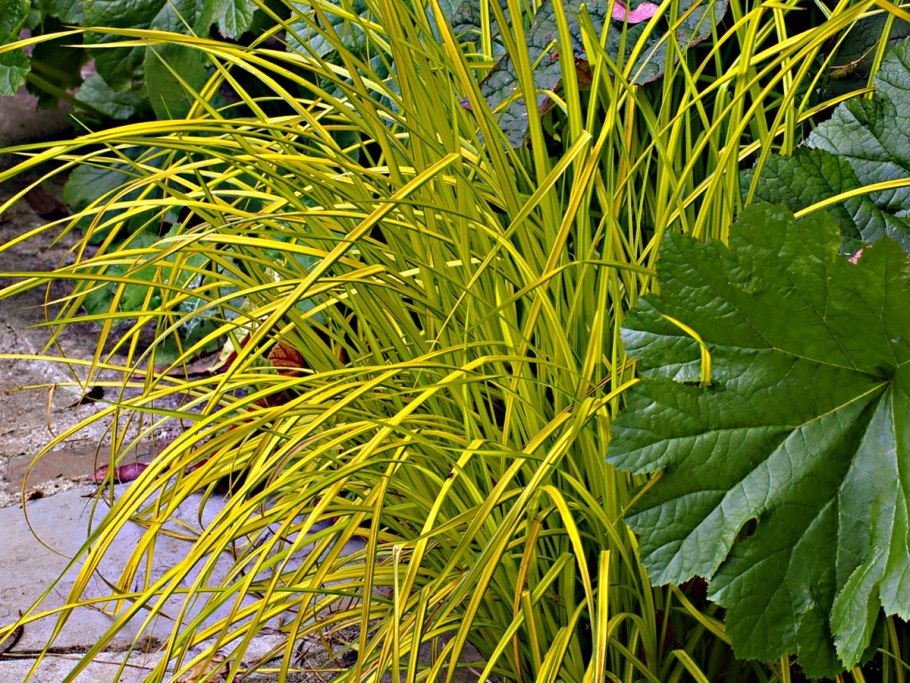 Осока Аурея