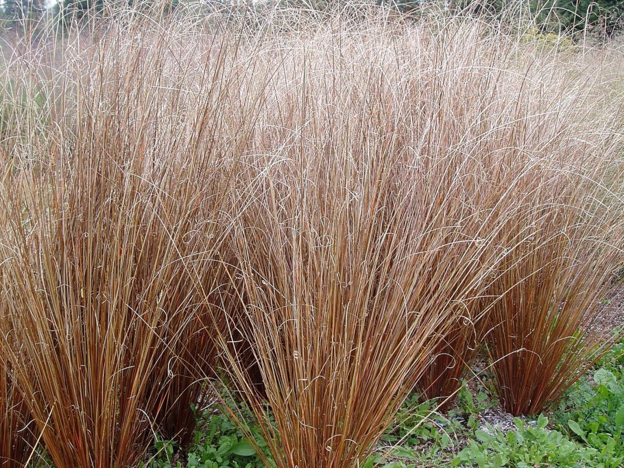 Просо прутьевидное Northwind