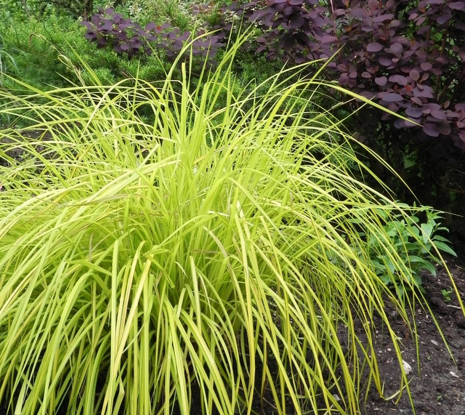 Осока флагелифера