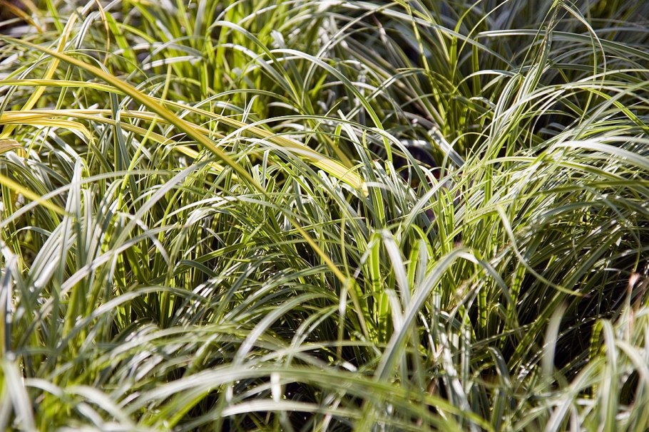 Осока Carex Aurea