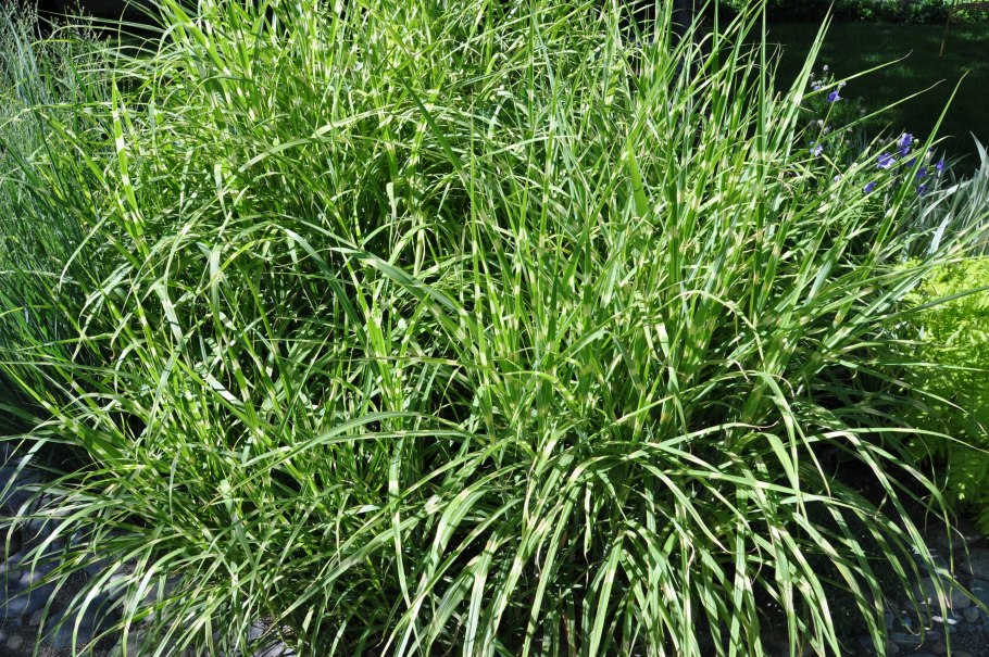 Мискантус Литтл Зебра