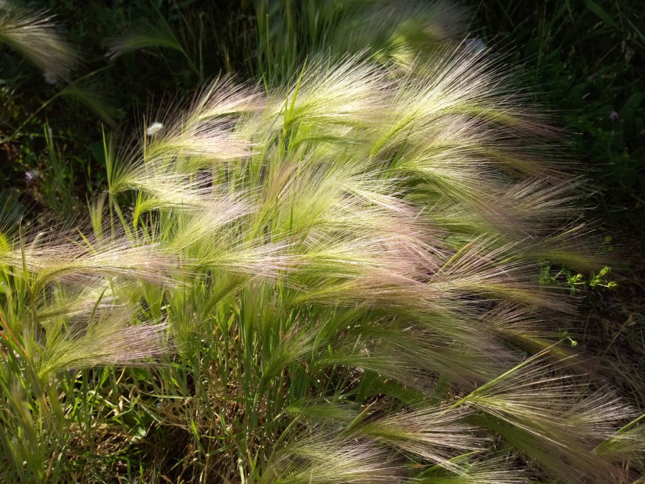Ковыль перистый (Stipa pennata l.)