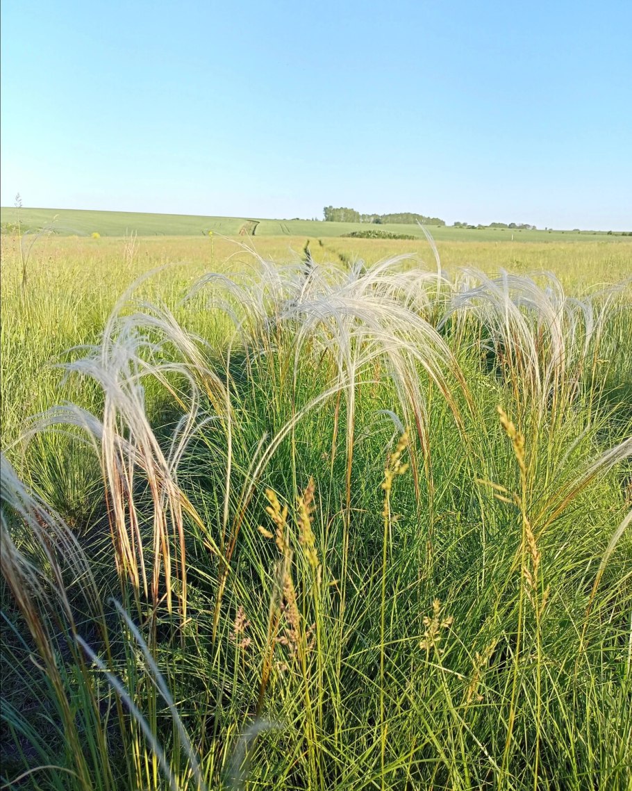 Ковыль перистый (Stipa pennata)