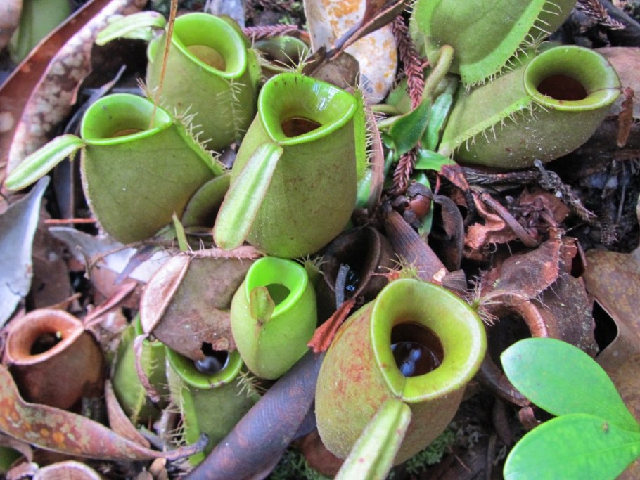 Непентес кувшинчиковый (Nepenthes ampullaria)