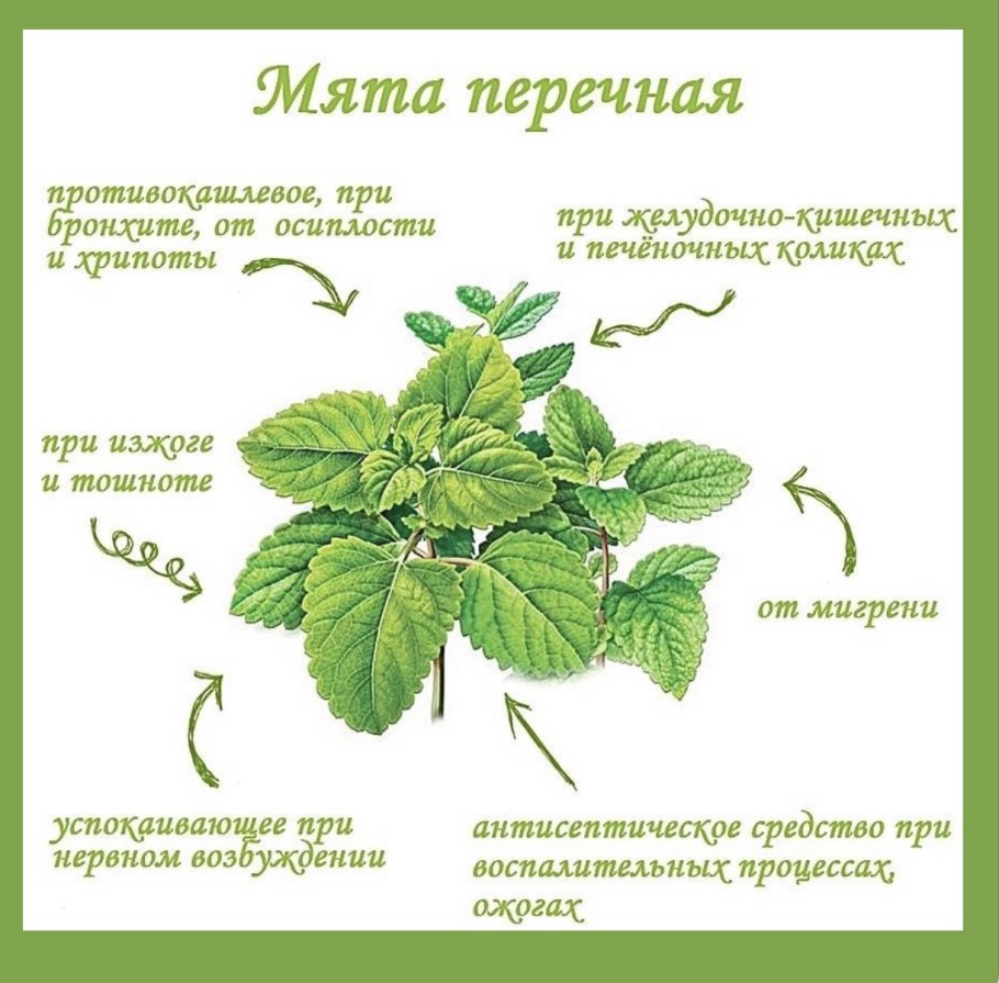 Мята перечная ботаника