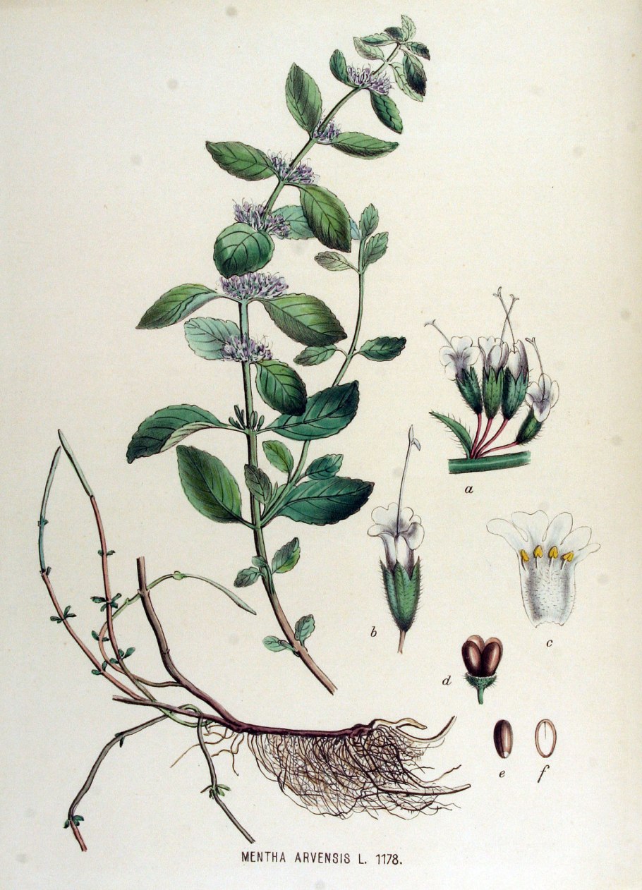 Melissa officinalis Ботанический рисунок
