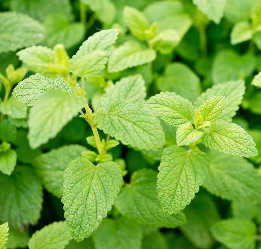 Мелисса лекарственная (Melissa officinalis) ГФ