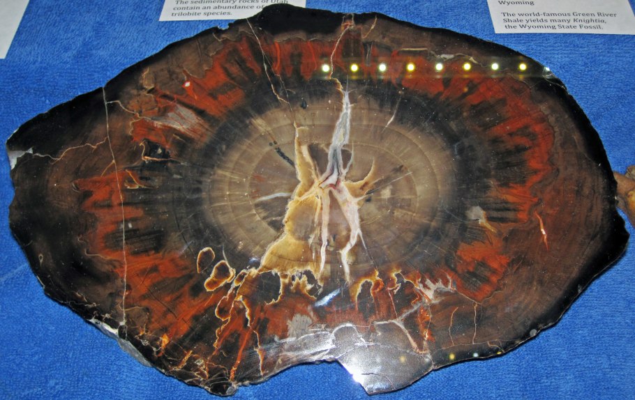 Палеозойская Эра Кембрий