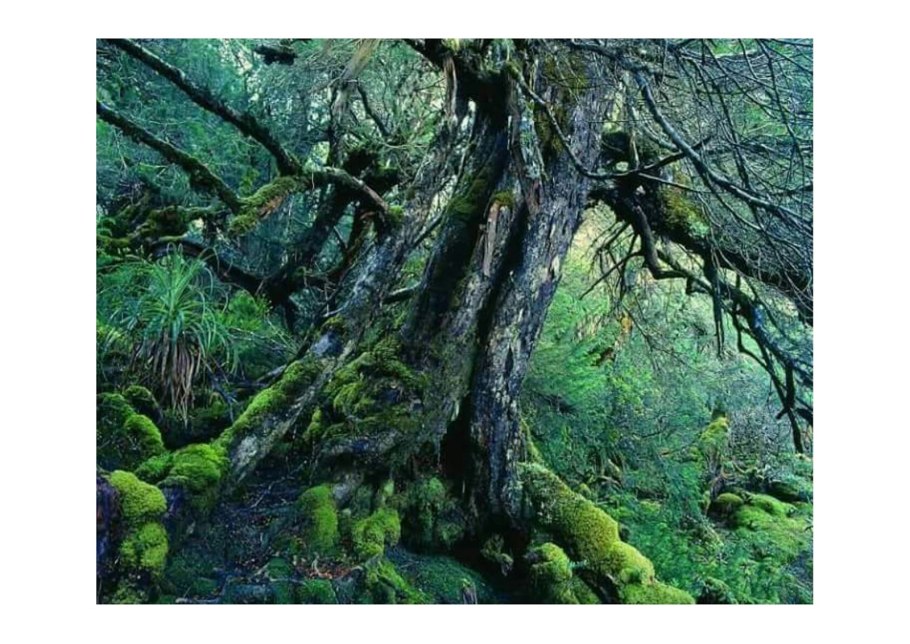 Мафусаил дерево