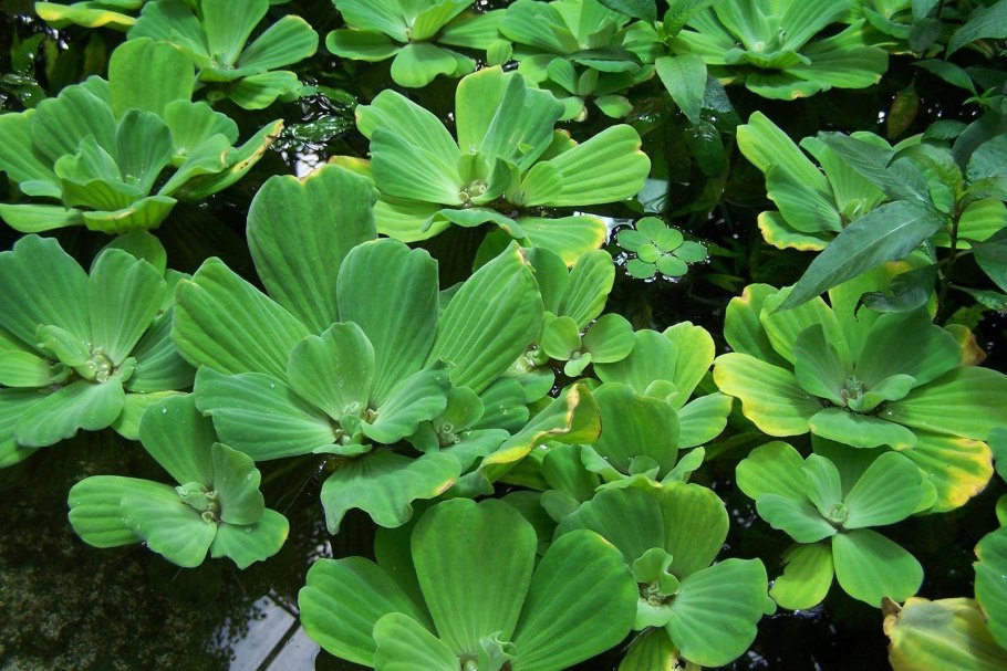 Пистия телорезовидная Pistia Stratiotes