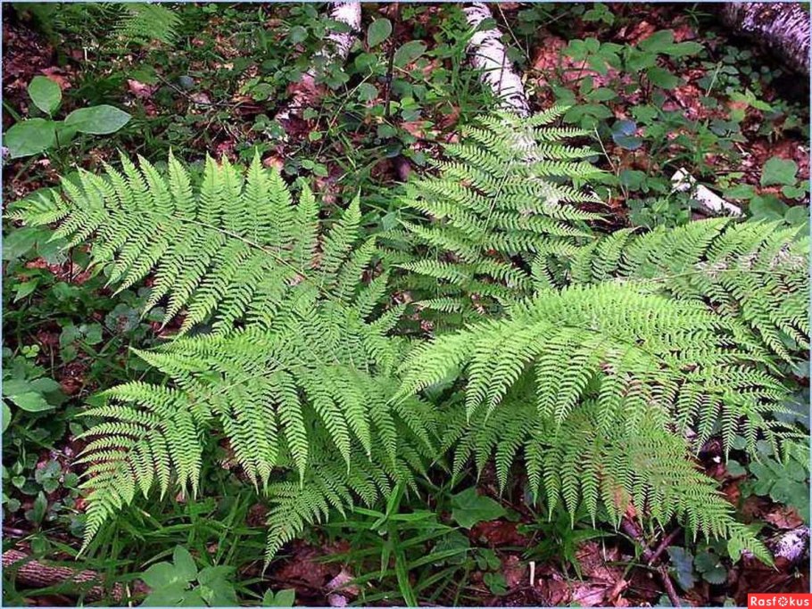 Страусник папоротник struthiopteris