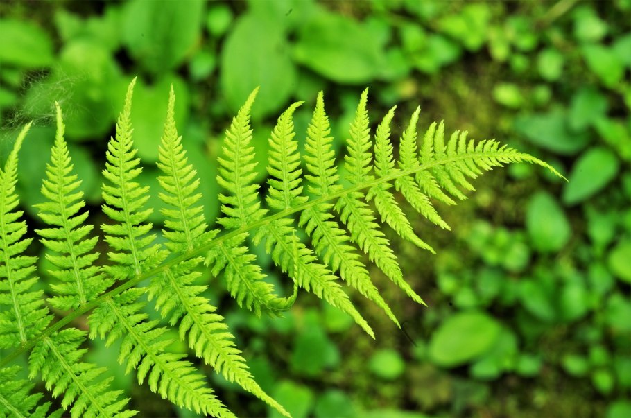 Щитовник Шартрский