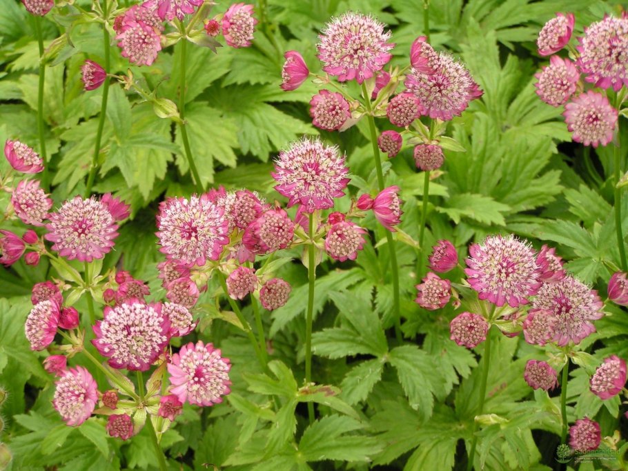 Астранция крупная (Astrantia Major)