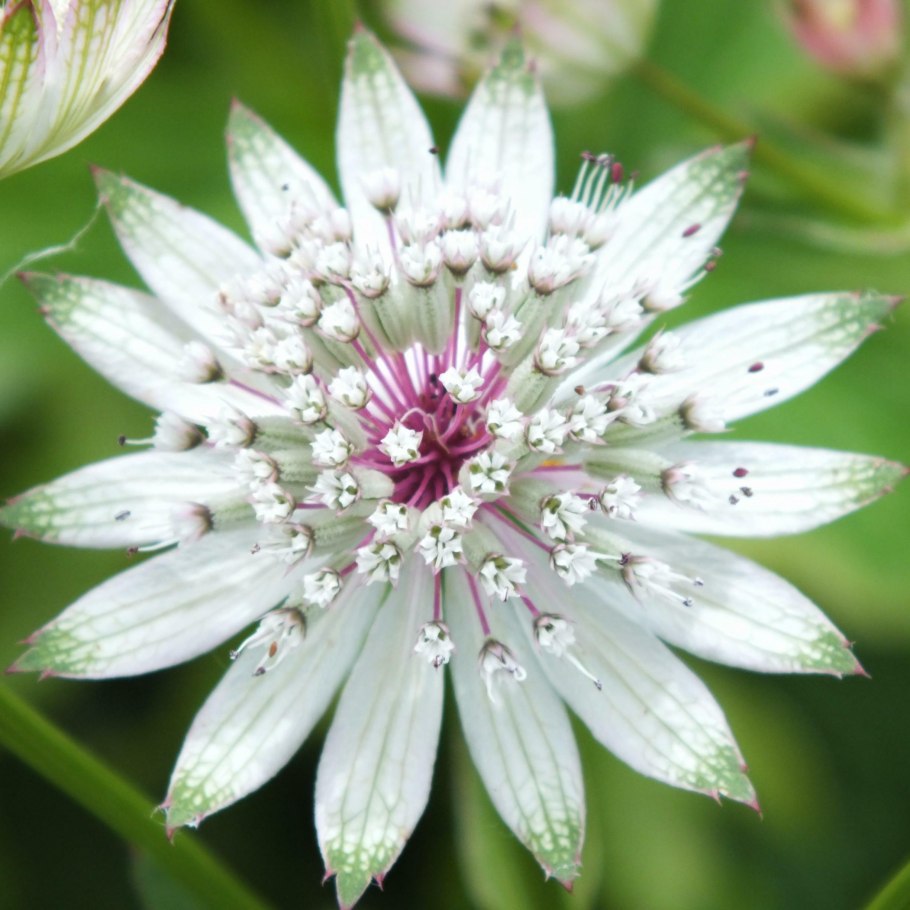 Астранция Astrantia Florence