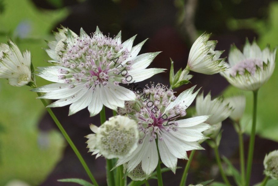 Астранция крупная (Astrantia Major)