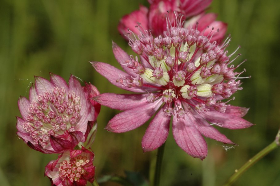 Астранция крупная (Astrantia Major)