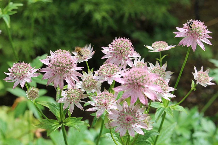 Astrantia major roma