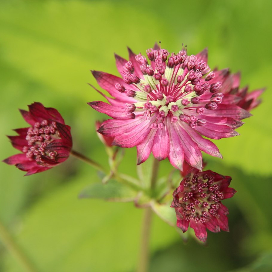 Астранция крупная Примадонна