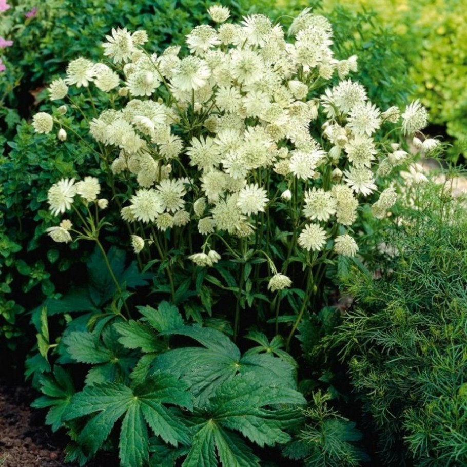 Астранция Buckland