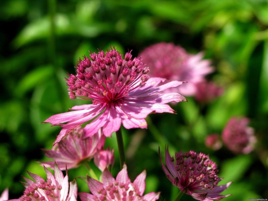 Astrantia Астранция Major rosea