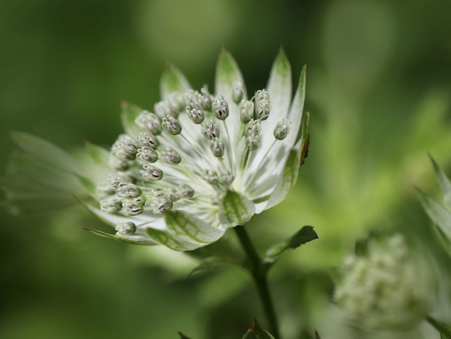 Астранция альба