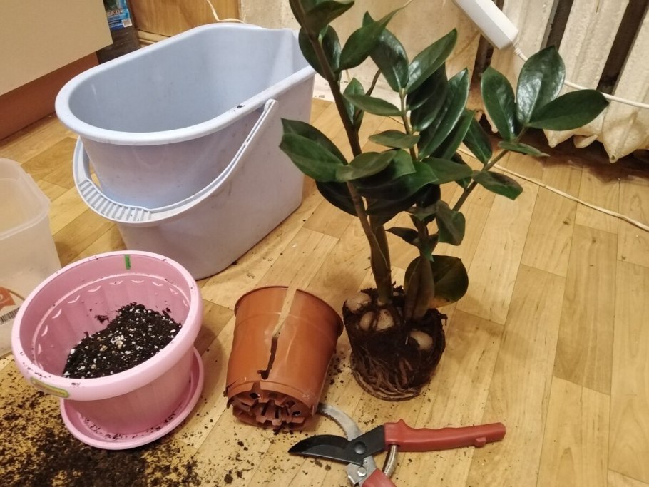 Толстянка дренаж