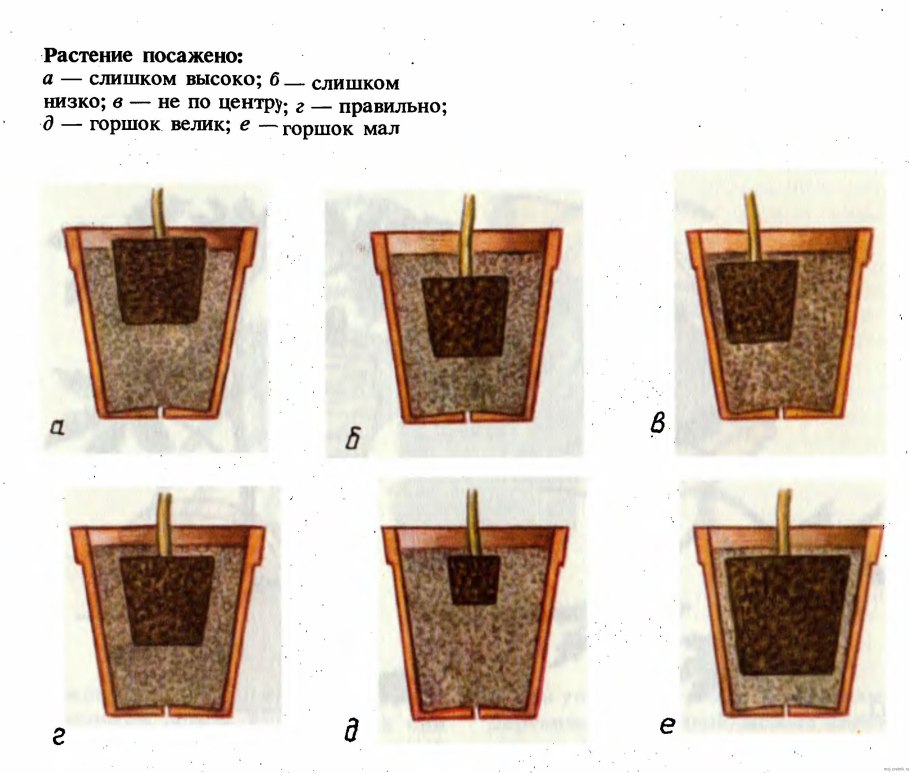 Толстянка гигант