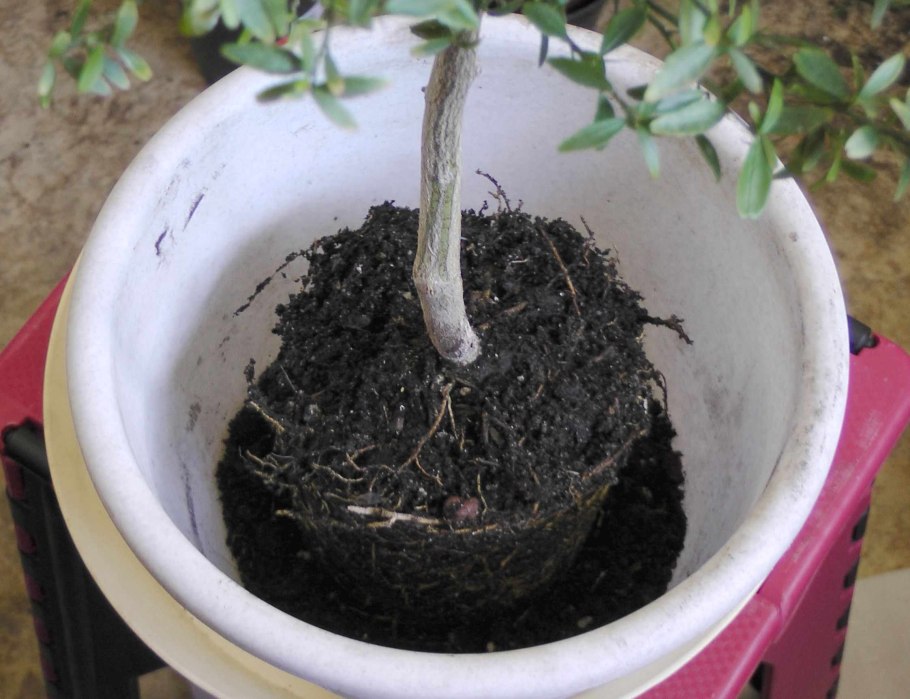 Корневая шейка цитруса