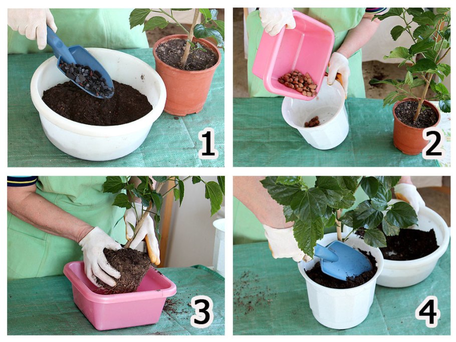 Замиокулькас земля