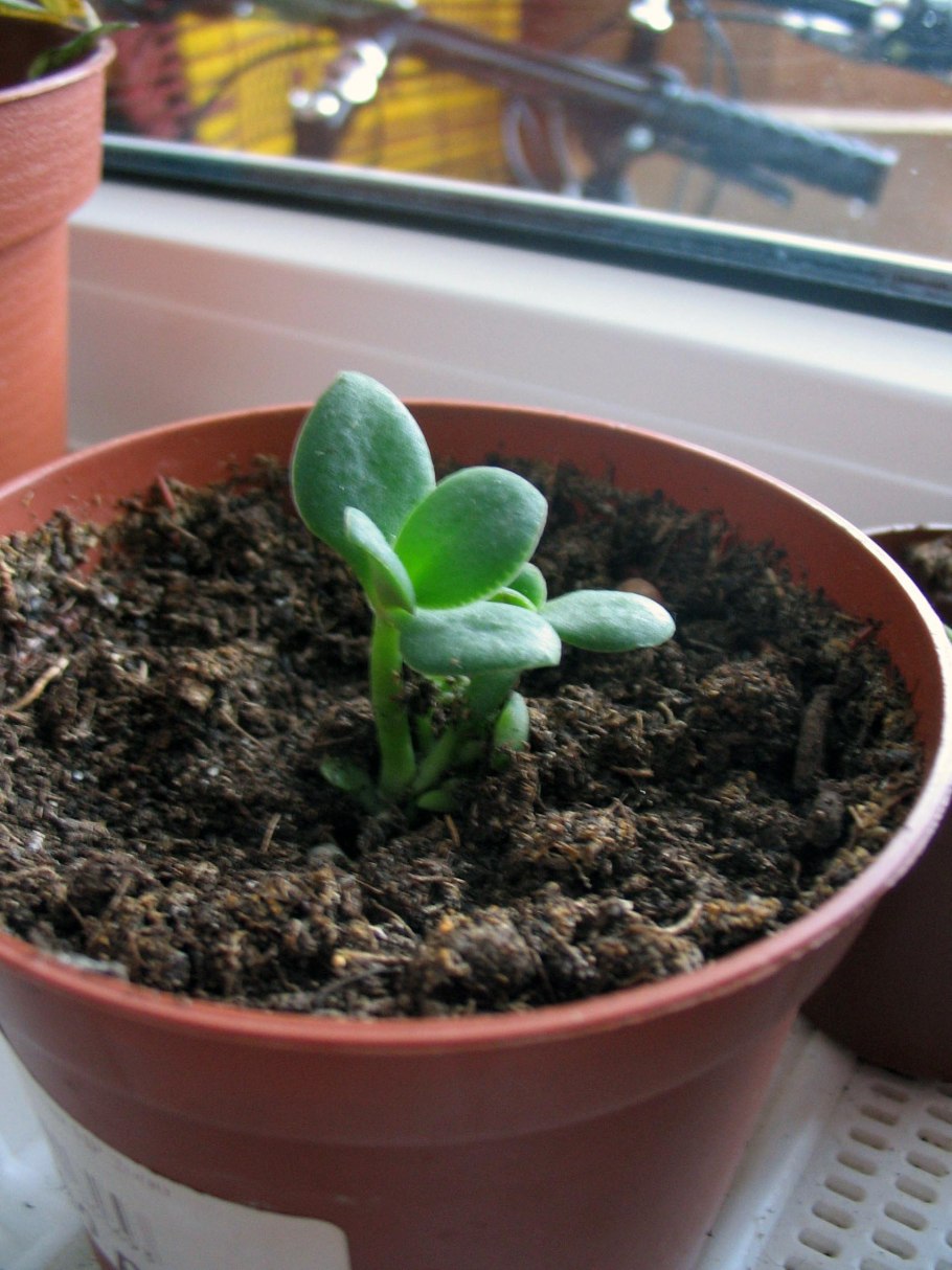 Пересадить фикус Бенджамина