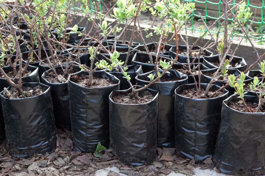 Туя Смарагд посадка