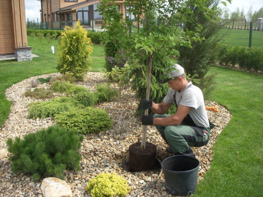 Алгоритм посадки растений