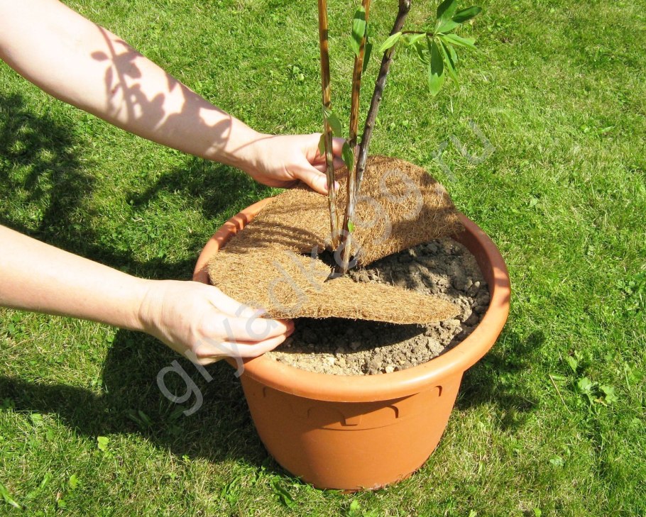 Саженцы с закрытой корневой с3