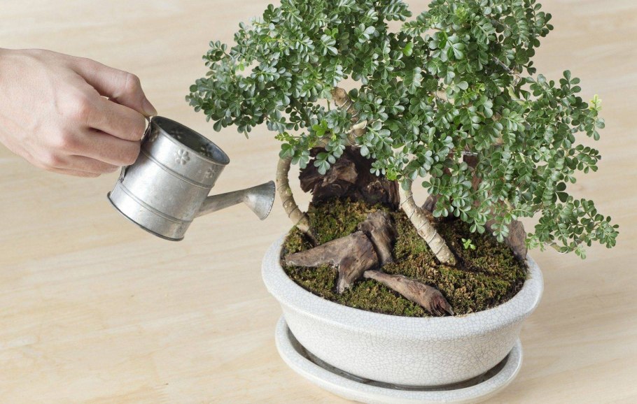 Посадка растения в горшок